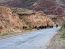 W drodze do doliny Djety Oguz - spęd koni i bydła