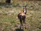 "Lion park" rezerwat prywatny - Kudu