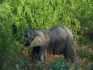 Park Krugera - Słoń