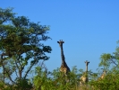Park Krugera - Żyrafa