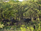 Park Krugera - Bawoły