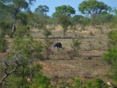 Park Krugera - Nosorożec