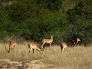 Park Krugera - Antylopa Impala