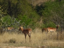 Park Krugera - Antylopa Impala