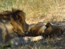 Park Krugera - Lew i lwica