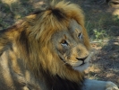 Park Krugera - Lew i lwica