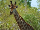 Park Krugera - Żyrafa