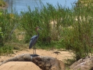 Park Krugera - Ptak