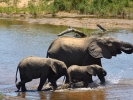 Park Krugera - Słoń