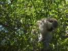 Park Krugera - Małpa