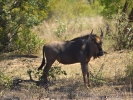Park Krugera - Antylopa Gnu
