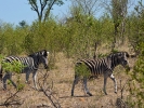 Park Krugera - Zebra