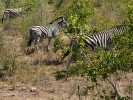 Park Krugera - Zebra