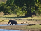 Park Krugera - Słoń i lampart