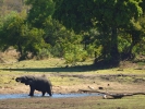 Park Krugera - Słoń i lampart