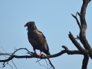 Park Krugera - Ptak