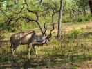 Park Krugera - Antylopa Niala grzywiasta