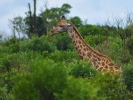 Rezerwat Hluhluwe - Żyrafa