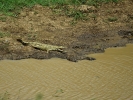 Rezerwat Hluhluwe - Krokodyl