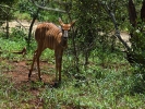 Rezerwat Hluhluwe - Antrylopa kudu