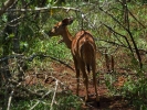 Rezerwat Hluhluwe - Antrylopa kudu
