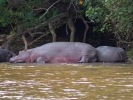 Saint Lucia Estuarium - Hipopotam