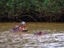 Saint Lucia Estuarium - Hipopotam