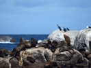 Duiker Island - wyspy fok