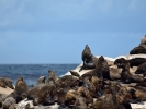 Duiker Island - wyspy fok