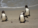 Zatoka Fałszywa - Pingwiny