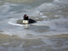 Zatoka Fałszywa - Pingwiny