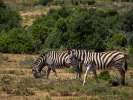 Rezerwat Addo - Zebra