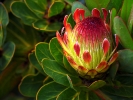 Kapsztad - Ogrod Kirstenbosch - kwiat protea