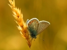 dsc_0275-motyl-pionowy