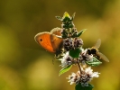 dsc_0652-motyl-pszczola