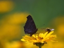 DSC_4376 p motyl pszcz