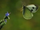 Motyl w locie